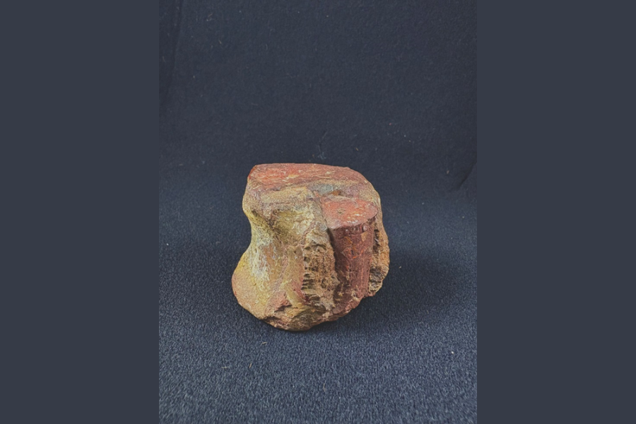 Image of a vertebrae from an unknown animal
