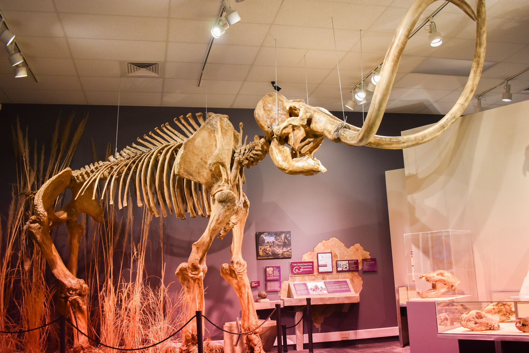 Displays of different minerals and a fully build Mammoth fossil