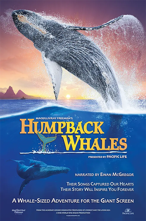 Humpback Whales